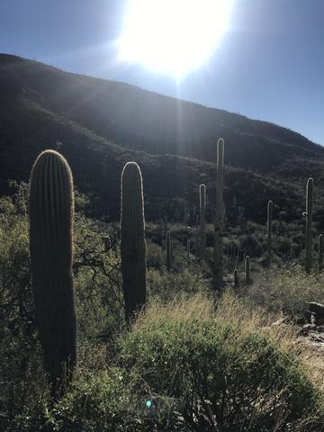 Exploring Tuscon outside of the gem show