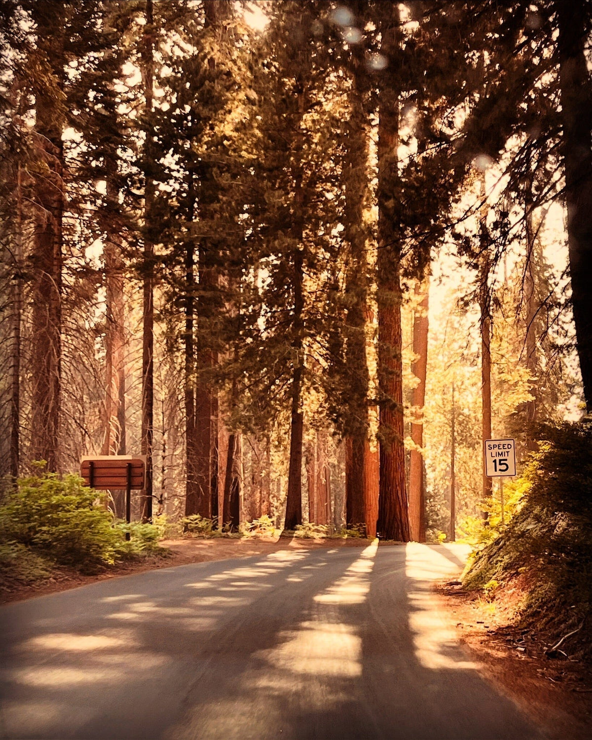 A Camping Trip to Sequoia and Kings Canyon National Park