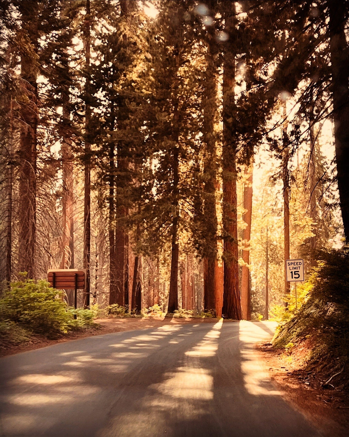 A Camping Trip to Sequoia and Kings Canyon National Park