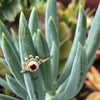 14k yellow gold and diamond oriana ring // golden dawn ring Amanda K Lockrow 
